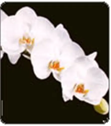 Phalaenopsis White Angel Spike As 4/15/2023 ' 'Note : In 6-8' (Phalaenopsis)