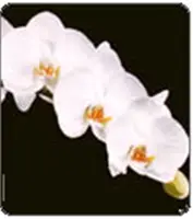 Phal. White Angel 'Note : in 6-8 " spike as 4/15/2023 ' (Norman Peterson x Ramona)