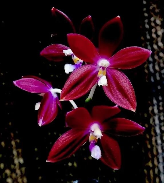 Phalaenopsis speciosa 'Hepatic Red'