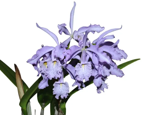 Cattleya maxima f coerulea x 'Gigi'