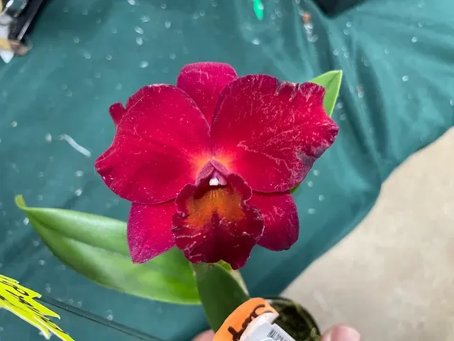 Potinara Very Vermilion (Potinara)