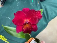 Pot. Very Vermilion Cattleya Orchid Plant 2.5" Pot