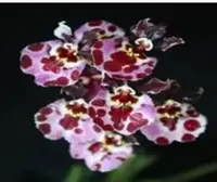 Individual Mini Orchid - Tolumnia - Tufferfish