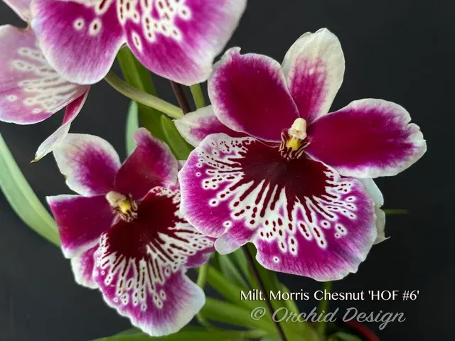 Miltoniopsis Morris Chesnut 'HOF #6'