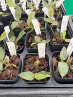 Dendrobium lamellatum