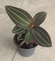 Ludisia discolor (Big Plant)