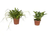 Masdevallia guayanensis (Big)
