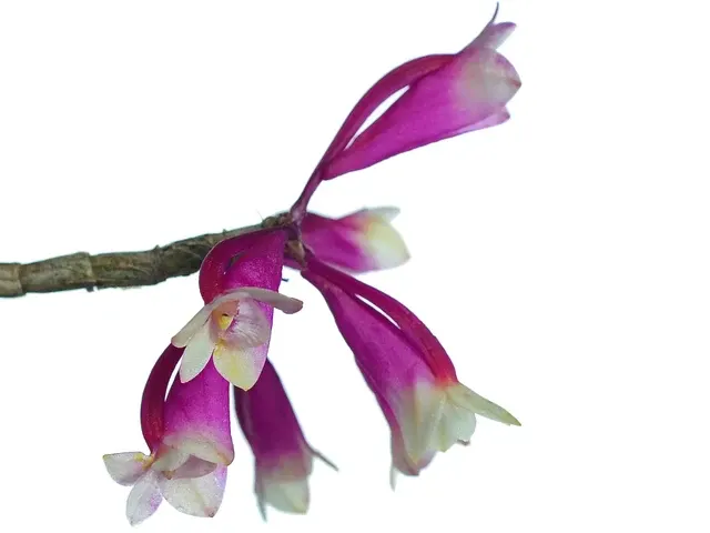 Dendrobium lawesii bicolor pink white (Dendrobium)