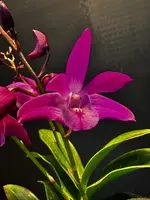 Dendrobium Jonathan's Glory 'Dark Joy'