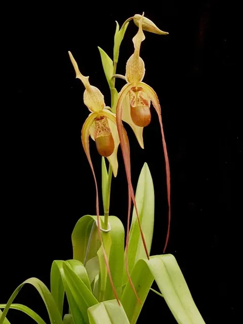 Phragmipedium grande 'Chinaman' (Phragmipedium)