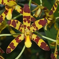 Ansellia africana