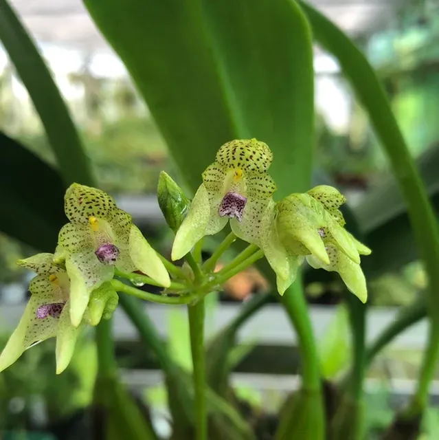 Bulbophyllum guttulatum