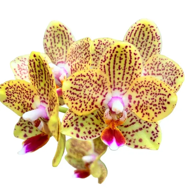 Phalaenopsis ‘Limited #68’