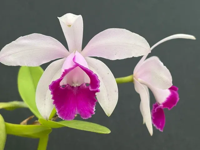 Cattleya intermedia orlata’Paineira (Cattleya)