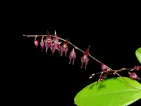 Lepanthopsis astrophora x Lepanthopsis hirtzii
