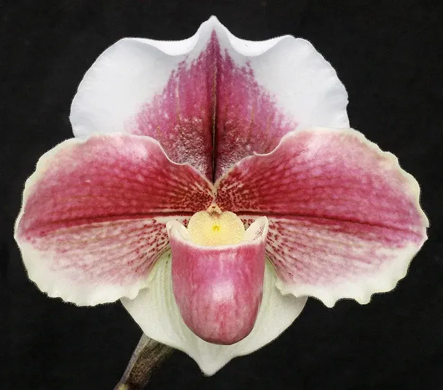 Paphiopedilum Obsession