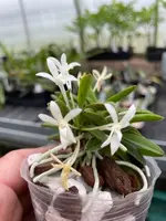 Neofinetia falcata ‘Tamakongo’
