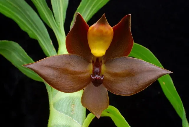 Cycnoches cooperi