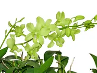 Dendrobium Aridang Green