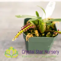 Bulbophyllum Falcatum var Velutinum (9)