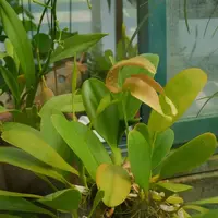 Bulbophyllum grandiflorum
