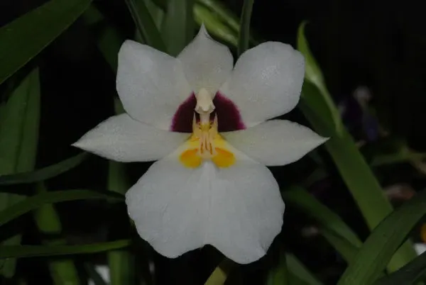 Miltonia roezlii