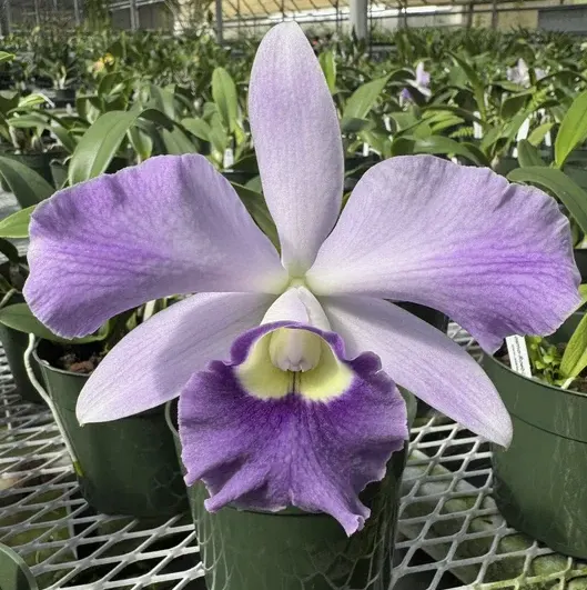 Cattleya Cosmo-Roebling 'Volcano Queen' (Cattleya)