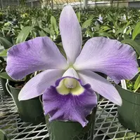 C. Cosmo- Roebling 'Volcano Queen' | BS not in Bloom | 5.5" pot