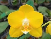 Phalaenopsis Sogo Shito 'F1941'