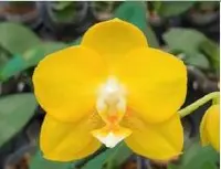 Flask - Phalaenopsis Sogo Shito 'F1941'