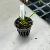 Cleisostomopsis eberhardtii