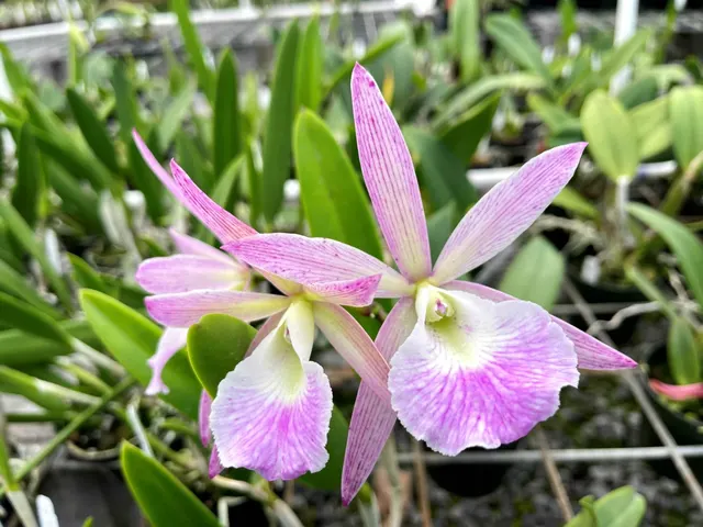 Brassocattleya Walter August '808 Orchids' (Brassocattleya)