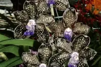 Fragrant Vanda Orchid 4" Pot Papilionanda Ladda Fragrance ‘Alina’ Rare Hybrid Blooms
