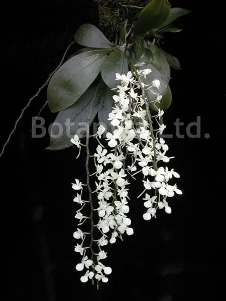 Aerangis citrata (Aerangis)