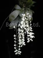 Aerangis citrata
