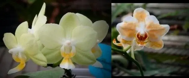 Phalaenopsis x 'Flava'