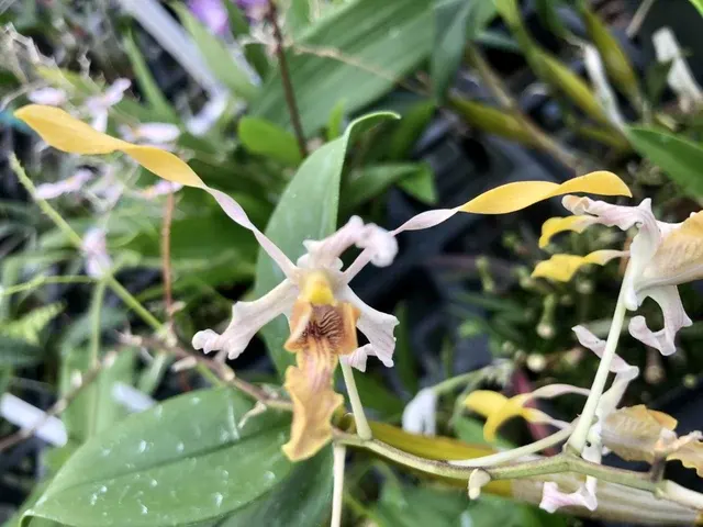 Dendrobium lineale x tangerianum
