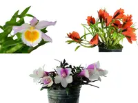 Dendrobium Bundle