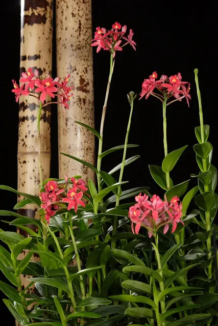 Epidendrum 'Red Dragon'