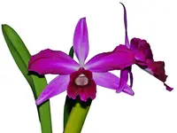 Cattleya purpurata (Sanguinea # 20 Celio x 'Sanguinea Dirlene')