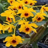 Dendrobium Orchid Chrysotoxum Var.Suavissimum Rare Exotic Plant