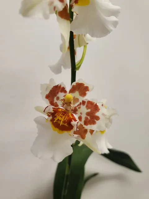 Odontocidium Parquet 'Uptown Girl'