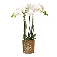 Witte orchidee Amabilis in metallic Diamond pot Ø9cm | goud