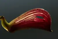 Zootrophion atropurpurea