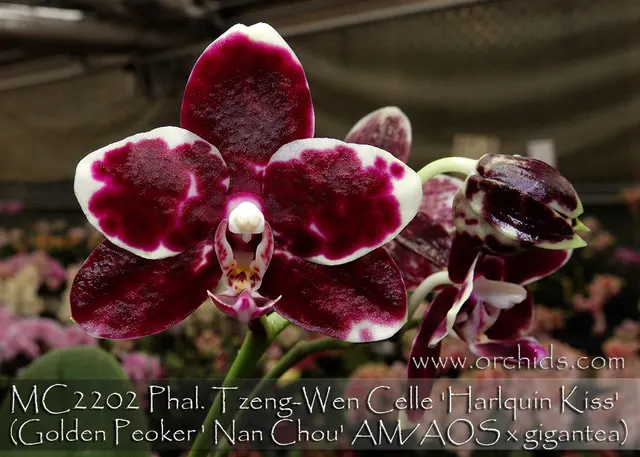 Phalaenopsis Tzeng-Wen Celle 'Harlquin Kiss , Note : Limited . Amazing Fragrance' (Phalaenopsis)