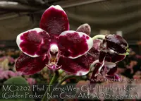 Phal Tzeng-Wen Celle 'Harlquin Kiss , Note : Limited . amazing fragrance ' (Golden Peoker ' Nan Chou' AM/AOS x gigantea)