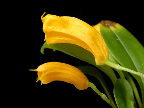 Masdevallia mendozae (Masdevallia)