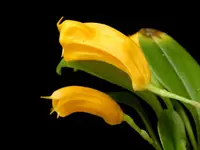 Masdevallia-mendozae — Other Plants