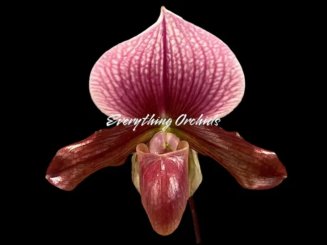 Paphiopedilum Charlesworthii (Piao Shiang Beauty × Sib) x (Chou-yi Citron x Chou-yi Apple) 'Light Color'