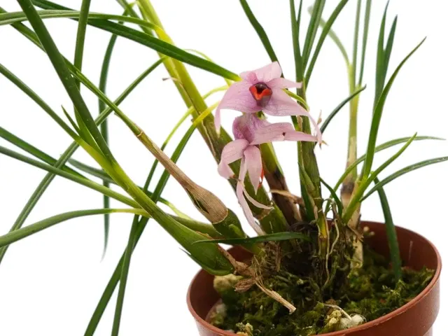 Dendrobium violaceum var cyperifolium (Dendrobium)